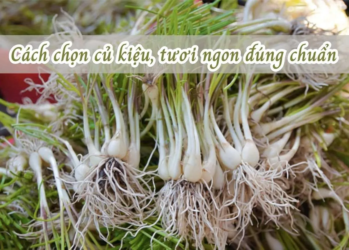 Cách chọn củ kiệu tươi ngon làm món củ kiệu muối trong ngày Tết